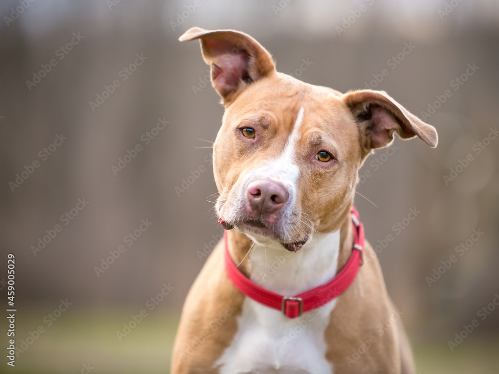 A friendly red and white Pit Bull Terrier mixed breed dog with large floppy ears and wearing a red collar