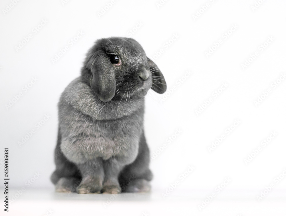 A cute gray Lop rabbit sitting on a white background A cute gray Lop rabbit sitting on a white background