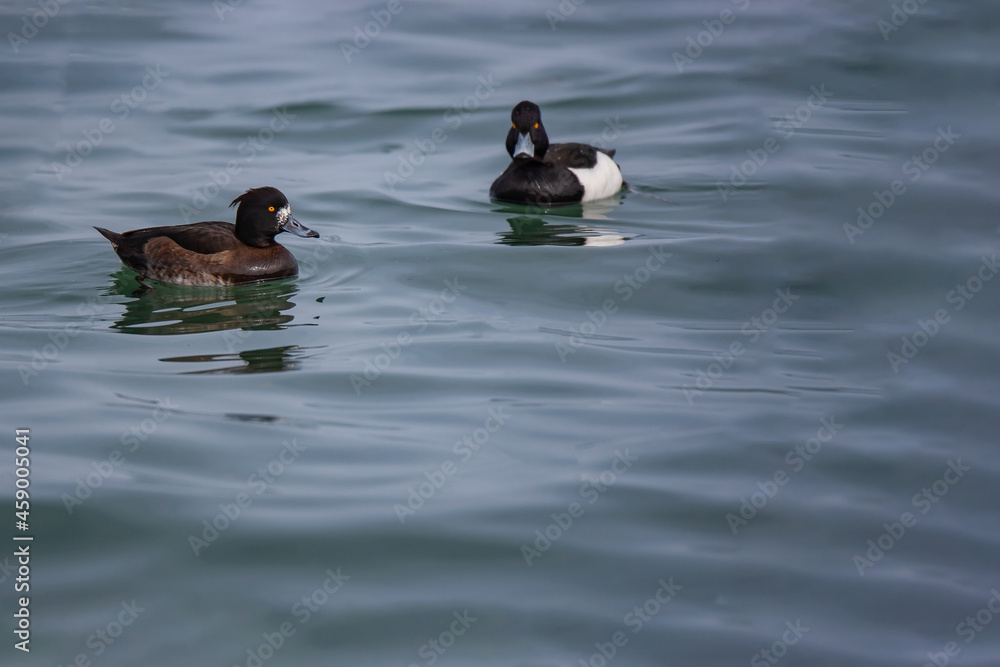 Greater Scaup (Aythya marila) floating on the seashore Greater Scaup (Aythya marila) floating on the seashore