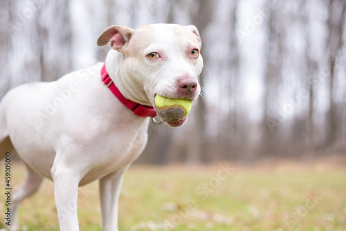A playful white Terrier mixed breed dog holding a ball in its mouth