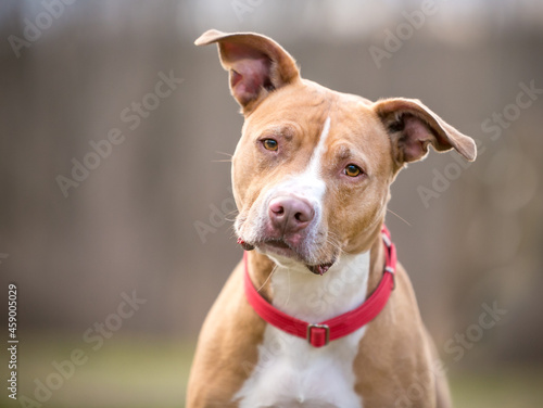 A friendly red and white Pit Bull Terrier mixed breed dog with large floppy ears and wearing a red collar © Mary Swift