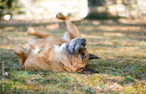 A happy Shepherd mixed breed dog rolling on its back in the grass