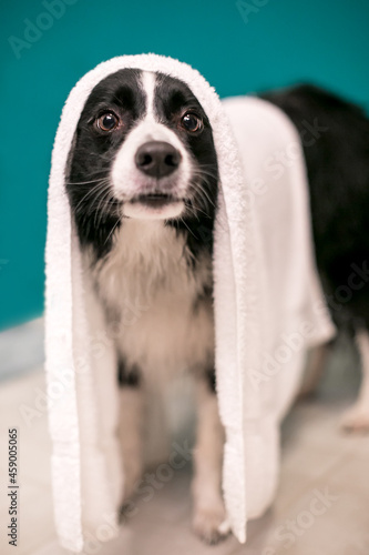 A Border Collie dog with a towel draped over its head after a bath © Mary Swift