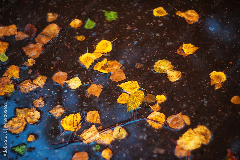 Colorful autumn leaves lie in a puddle on the ground Colorful autumn leaves lie in a puddle on the ground