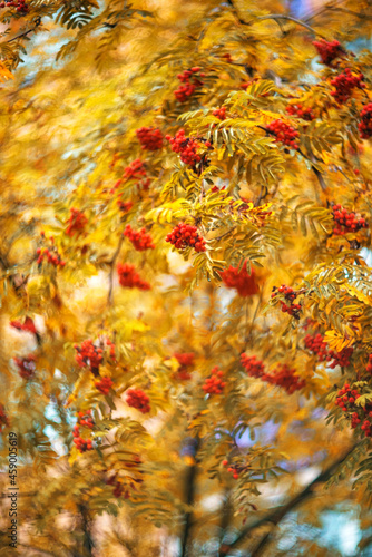 Rowan berries on a branch on a blurred background. Selective focus. Autumn background