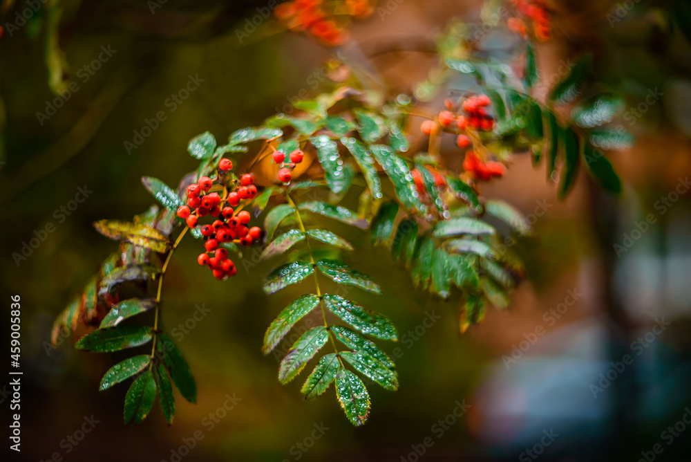 Rowan berries on a branch on a blurred background. Selective focus. Autumn background