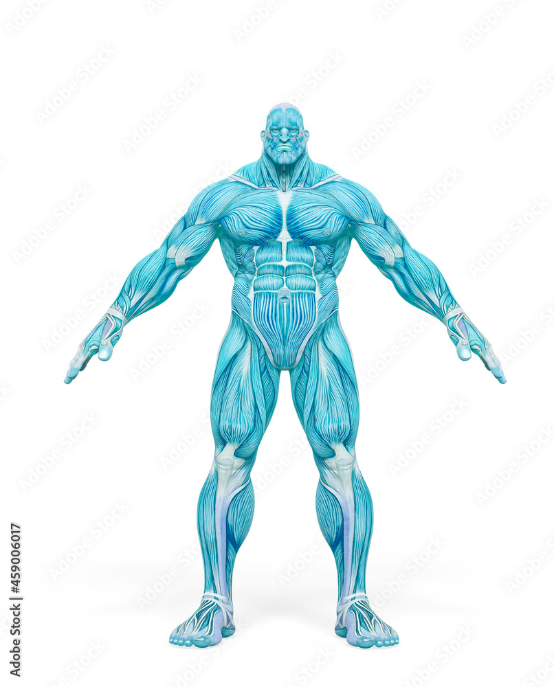 bodybuilder muscle maps in white background bodybuilder muscle maps in white background