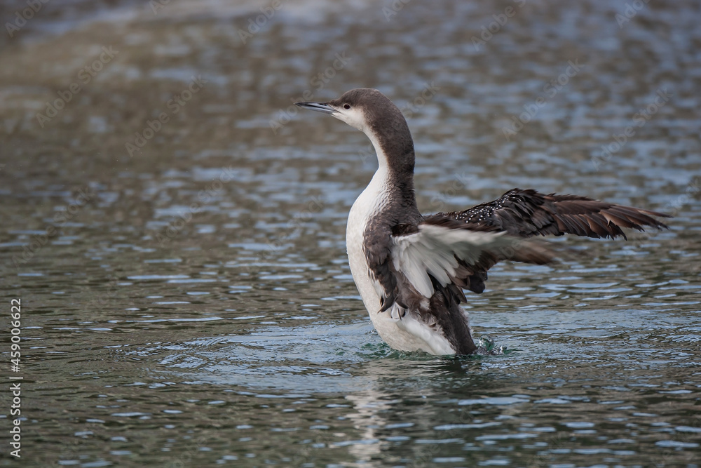 Fototapeta premium Black-throated Loon (Gavia arctica) flapping in the sea