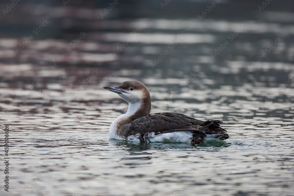 custom made wallpaper toronto digitalBlack-throated Loon (Gavia arctica) calmly swimming in the sea