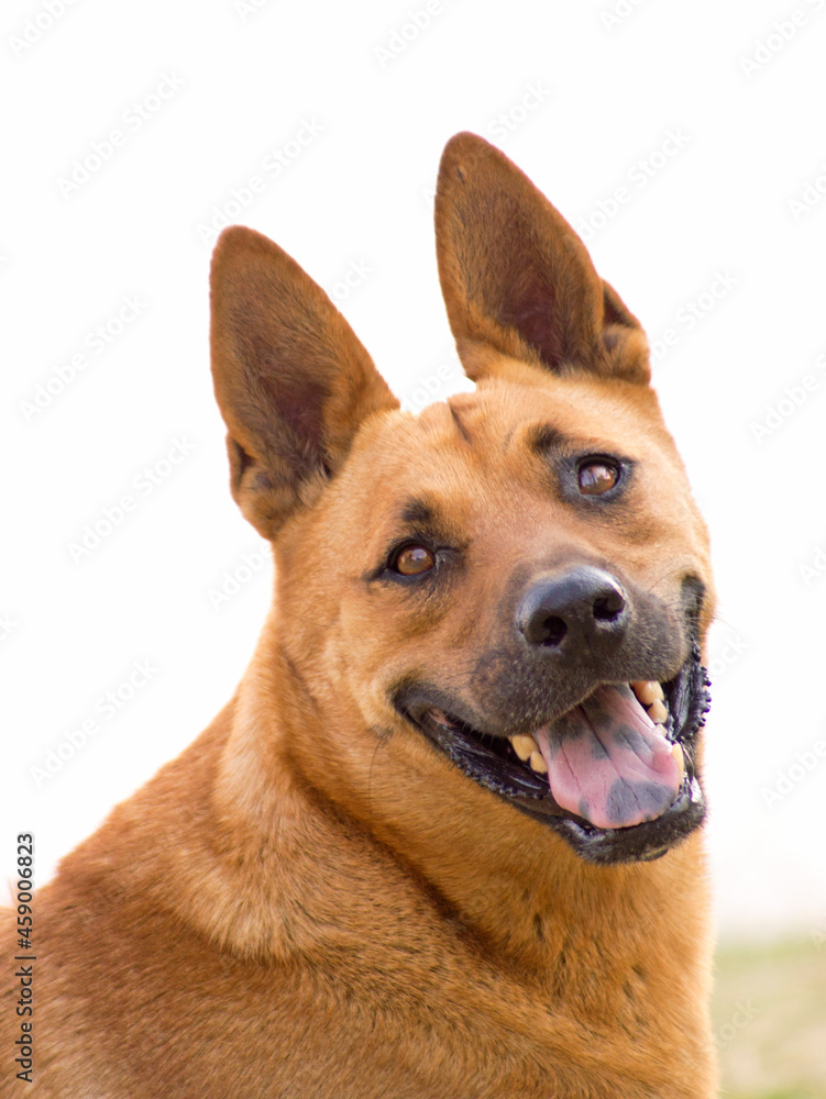 Fototapeta premium nice toffee dog looking at the camera