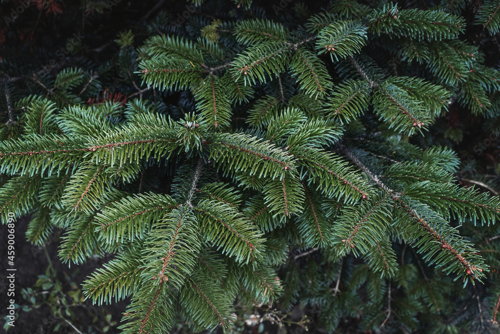 Beautiful fir branches with needles. Christmas tree in nature. Spruce close-up. Textured background of green spruce branches. Natural texture of the coniferous background. Selective focus blur.