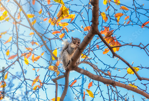 squirrel on a tree © adrian