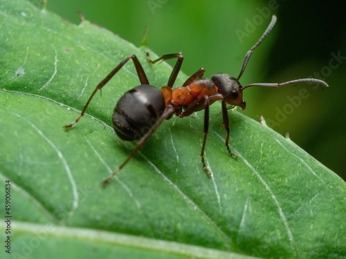 Ant - Formica rufa - standing on the edge of a green leaf in close-up