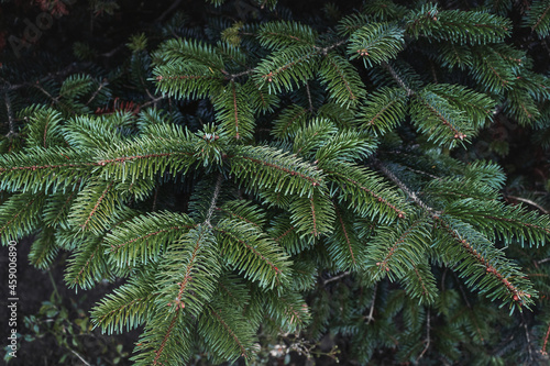 Beautiful fir branches with needles. Christmas tree in nature. Spruce close-up. Textured background of green spruce branches. Natural texture of the coniferous background. Selective focus blur.
