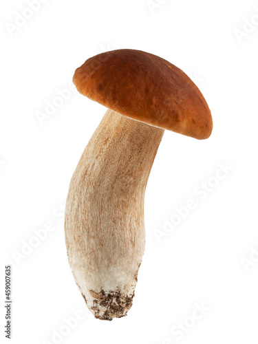 porcini mushrooms, boletus, isolate on a white background