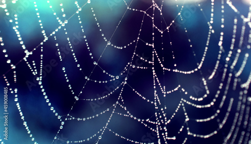 Spider net with water drops on a blue background