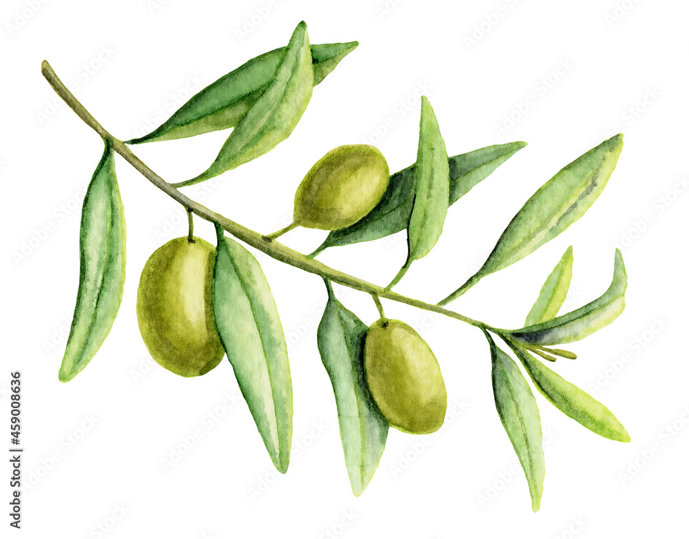 Watercolor Olive Branch with green leaves. Hand drawn Illustration for oil bottle label design. Isolated element on white background Watercolor Olive Branch with green leaves. Hand drawn Illustration for oil bottle label design. Isolated element on white background