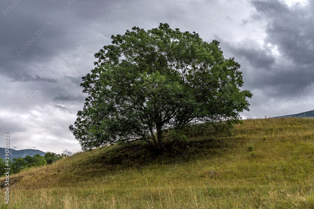 Obraz premium tree in the field