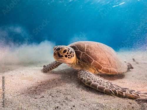 Seascape with Green Sea Turtle in the turquoise water of coral reef of Caribbean Sea, Curacao