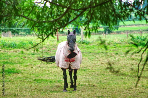 standing horse © Dominika