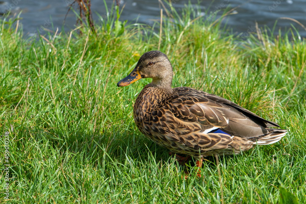 female duck on the grass female duck on the grass