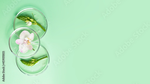 Top view of the petri dishes with transparent gel inside.Fresh orchid and foliage in it.Concept of the research and preparing cosmetic.Mint backgroun,large banner.