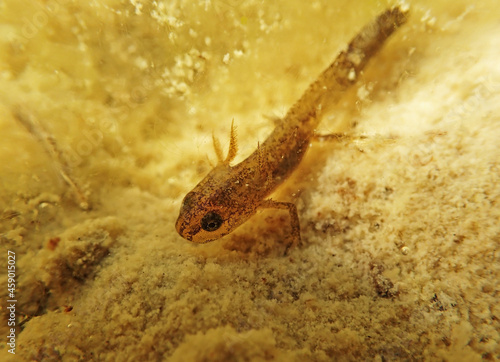 Unterwasseraufnahme von einem jungen Bergmolch in einem Teich. Ältere Larve eines Bergmolchs 