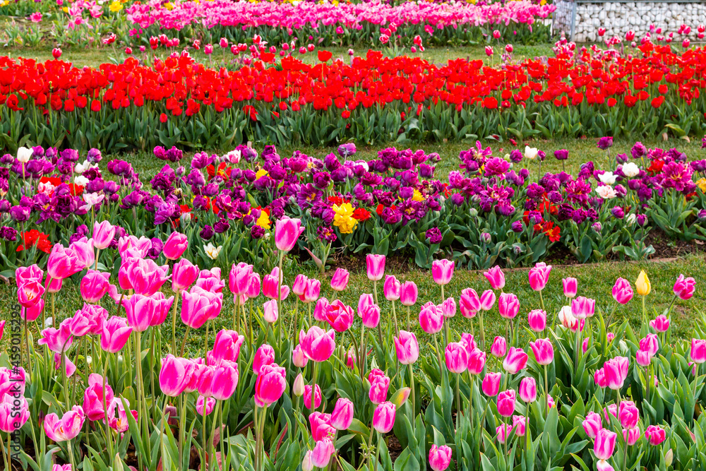 Emirgan Grove with many flower species, 2021-31 March, Istanbul, Turkey Emirgan Grove with many flower species, 2021-31 March, Istanbul, Turkey