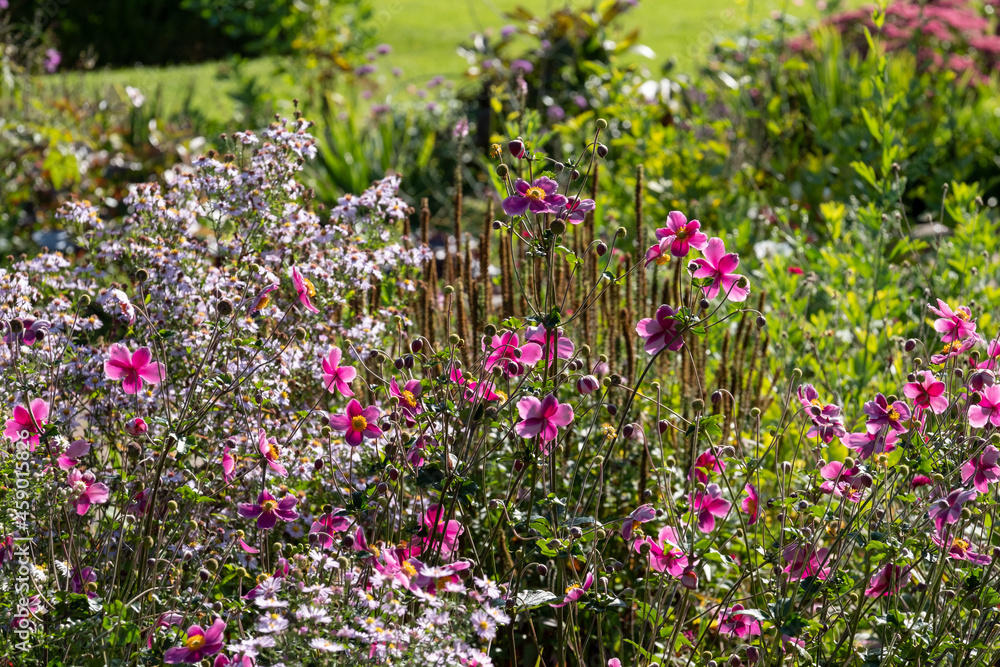Obraz premium Colourful flowes growing in the borders at Eastcote House historic walled garden in the Borough of Hillingdon, London, UK. Photographed on a sunny summer's day.