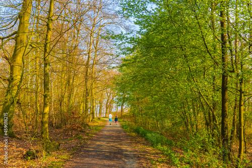 Fototapeta Naklejka Na Ścianę i Meble -  Bad Bederkesa Lake See forest walkway on sunny day Germany.