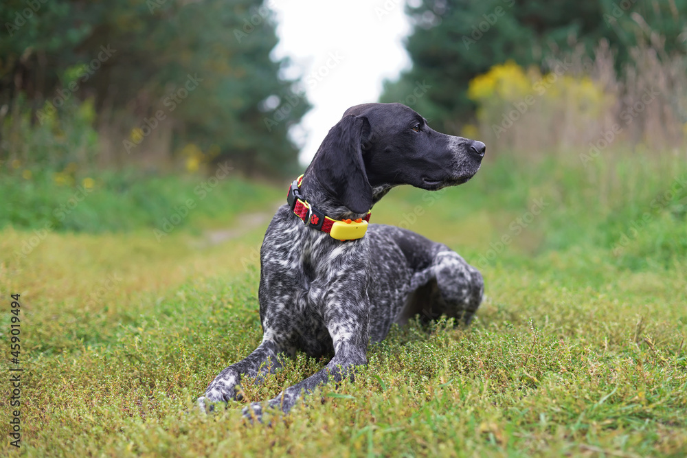 Serious young black and white Greyster dog posing outdoors wearing a red collar with a yellow GPS tracker on it lying down on a green grass in summer