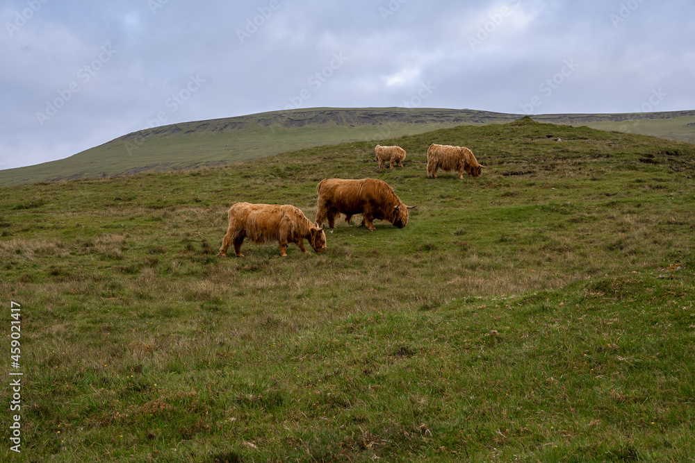 Beautiful closeup view of the hairy cows and hairy bulls in the green fields of the Faroe Islands Beautiful closeup view of the hairy cows and hairy bulls in the green fields of the Faroe Islands