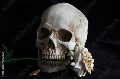 White skull hold old rose in mouth on black background