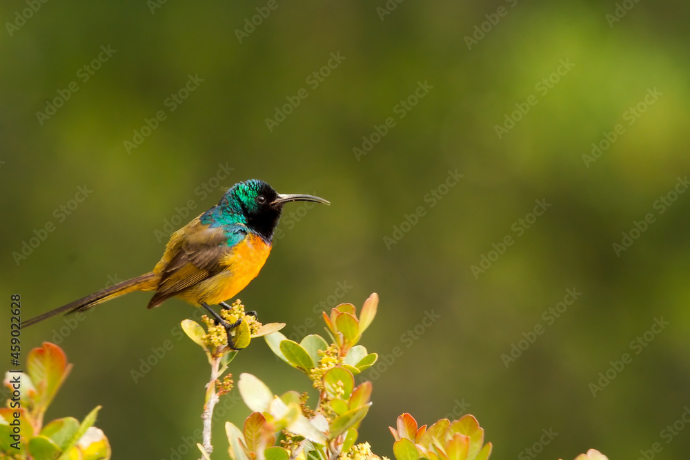 A South African orange-breasted Sunbird A South African orange-breasted Sunbird