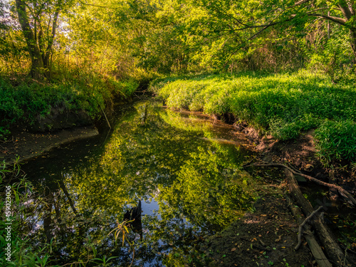 Afternoon Light on Lush Creekside Vegetation with Reflections