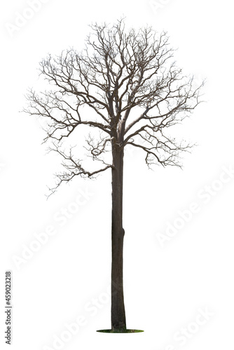Dead tree isolated on a white background, clipping  path. © pornsawan
