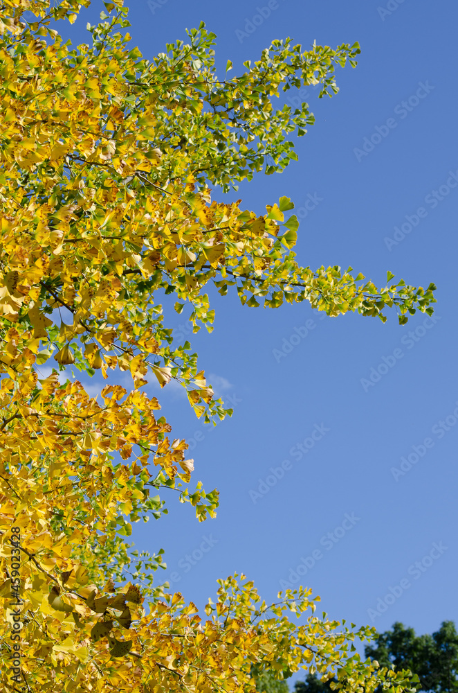 Fototapeta premium Ginkgo biloba tree in autumn