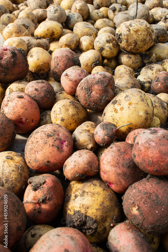 The potatoes of the new crop dug out of the ground are lying in a heap.