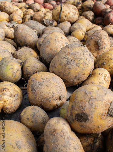 The potatoes of the new crop dug out of the ground are lying in a heap.