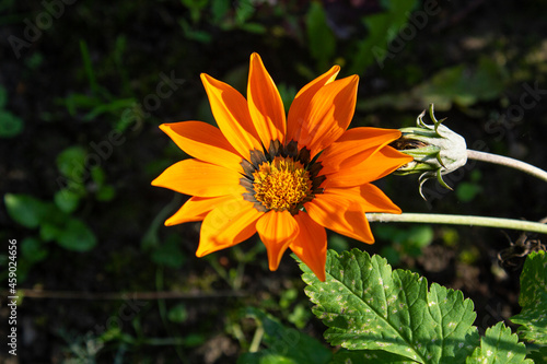Gazania flower in the sun on a dark green background