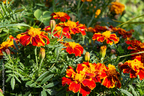 A large bush of red marigold flowers