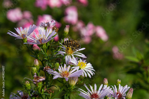 A wild (domestic) bee collects pollen from a chamomile.