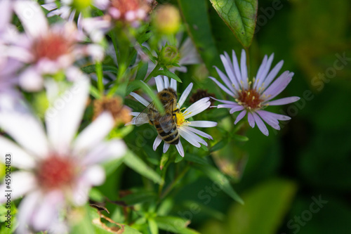 A wild (domestic) bee collects pollen from a chamomile.