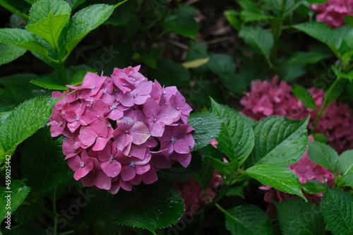 長居公園の紫陽花