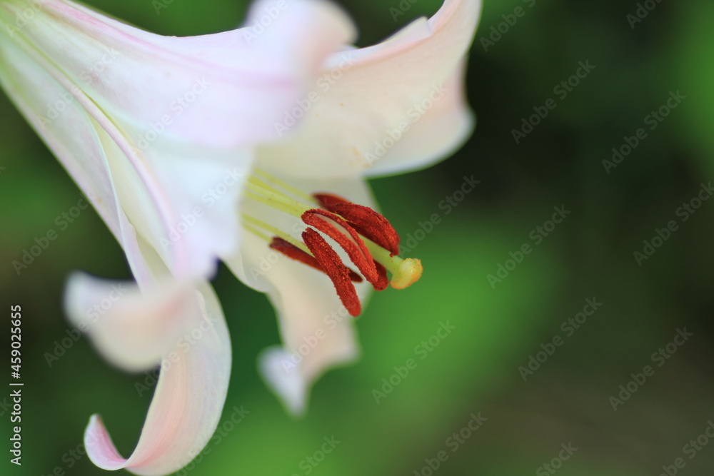 Obraz premium 可憐なささゆり達