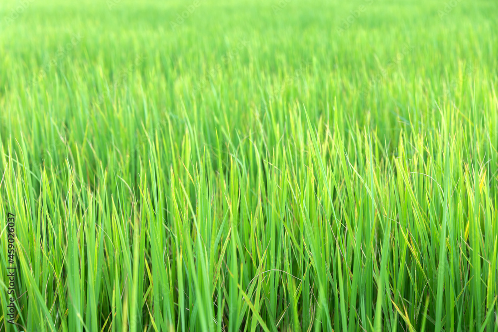 Close up of fresh thick grass with sunshine in the early morning 