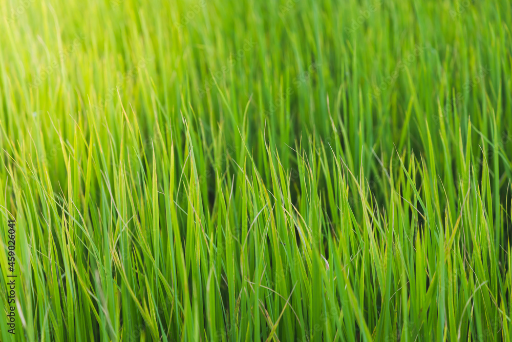 Close up of fresh thick grass with sunshine in the early morning Close up of fresh thick grass with sunshine in the early morning