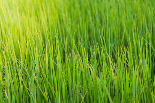 Close up of fresh thick grass with sunshine in the early morning 