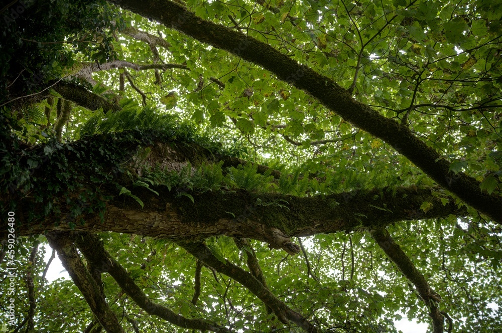 Fototapeta premium Ferns growing on the trunk of an ancient tree, in Cumbria ,England