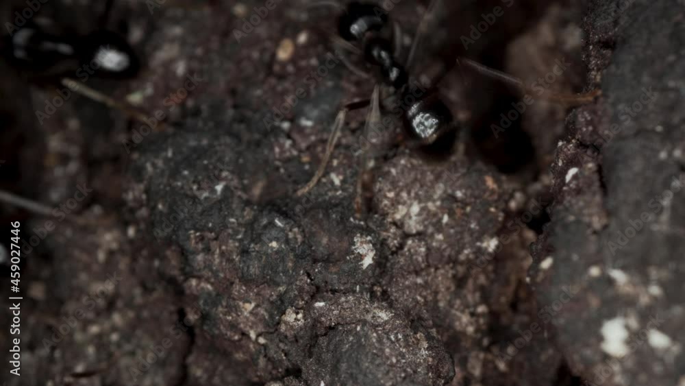 Extremely macro view from above of black ants running on and around the stone. Usually ants live in colonies. Wildlife Extremely macro view from above of black ants running on and around the stone. Usually ants live in colonies. Wildlife